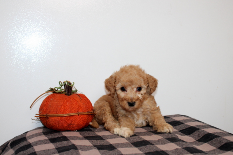 puppy, for, sale, Mini Golden Doodle F2B, Matthew B. Stoltzfus, dog, breeder, Gap, PA, dog-breeder, puppy-for-sale, forsale, nearby, find, puppyfind, locator, puppylocator, aca